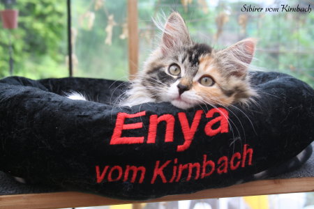 Auszug_Enya