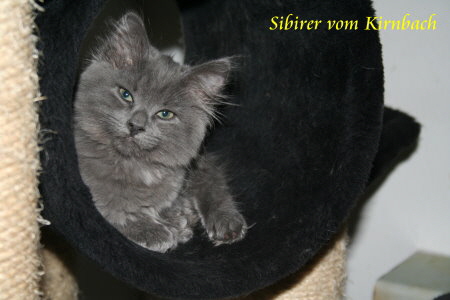 Auszug_Adorable